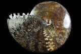 Sphenodiscus Ammonite with Inlaid Chrysocolla - South Dakota #93141-1